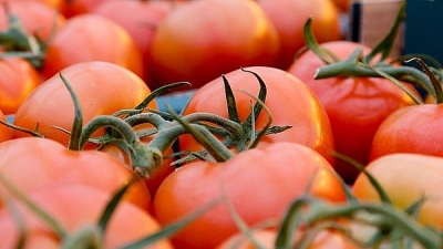 Объем производства тепличных овощей вырос в Волгоградской области с начала 2023 года