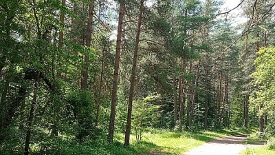 В волгоградском регионе продлено ограничение посещения лесов