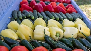 Сбор овощей в коллективных хозяйствах Волгоградской области приближается к миллиону тонн