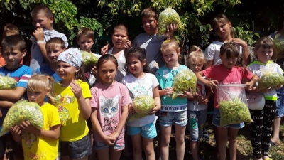 Волонтёры добровольческого отряда «Патриот» Волоцкой средней школы совместно с воспитанниками оздоровительного лагеря «Светлячок» провели благотворительную акцию «Зелёная аптека»