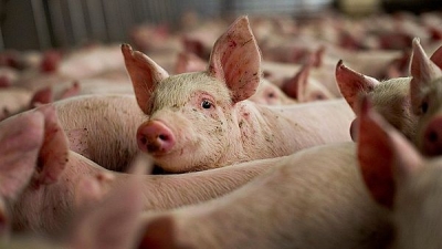 Мероприятия по предупреждению заноса возбудителя африканской чумы свиней