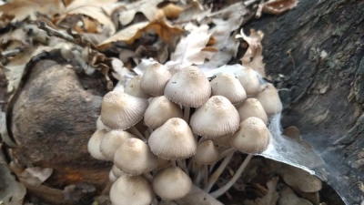 В Волгоградской области 50 человек отравились грибами