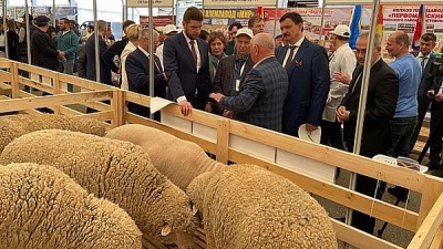 Волгоградские животноводы представляют свои достижения на всероссийской выставке