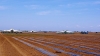 Волгоградские овощеводы уже на треть выполнили план весеннего сева