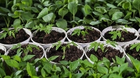 В Волгоградской области ведется подготовка к посадке ранних овощных культур