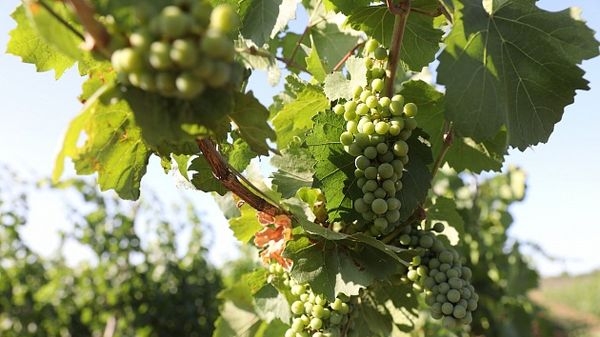 В Волгоградской области увеличен валовый сбор винограда