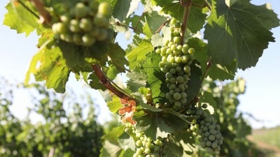 В Волгоградской области увеличен валовый сбор винограда
