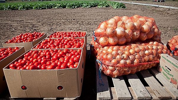 Волгоградские аграрии собрали полмиллиона тонн овощей