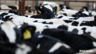 В Руднянском районе зафиксирована вспышка лейкоза у коров