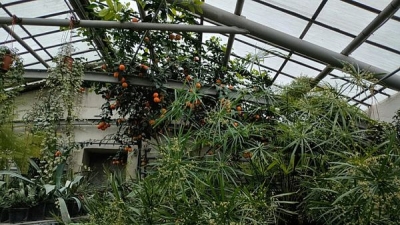 «Тропическая зима»: в волгоградском ботаническом саду открыли новый сезон