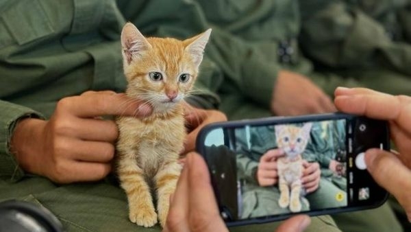 Волгоградские добровольцы вывезли рыжего котенка из зоны СВО