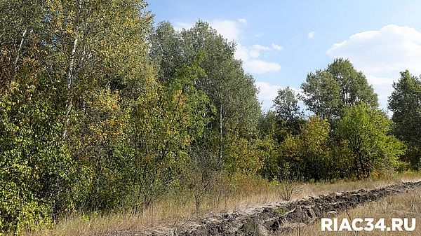 Из-за высокого риска пожаров в Волгоградской области закрывают леса для посещений