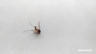 Комар занес в Волгоградскую область лихорадку Западного Нила