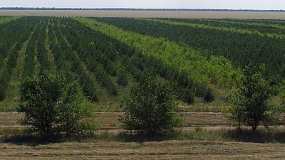 В Волгоградской области по нацпроекту «Экология» весной высадили более 5 млн деревьев