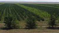 В Волгоградской области по нацпроекту «Экология» весной высадили более 5 млн деревьев